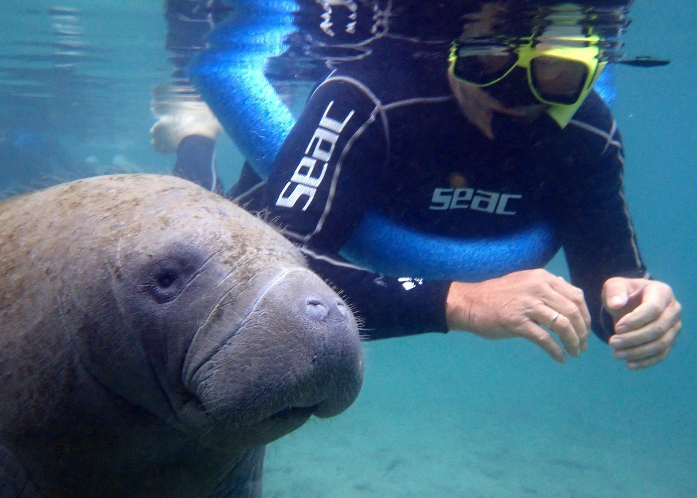 The 'OG' Manatee Snorkel Tour with In-Water Guide/Photographer